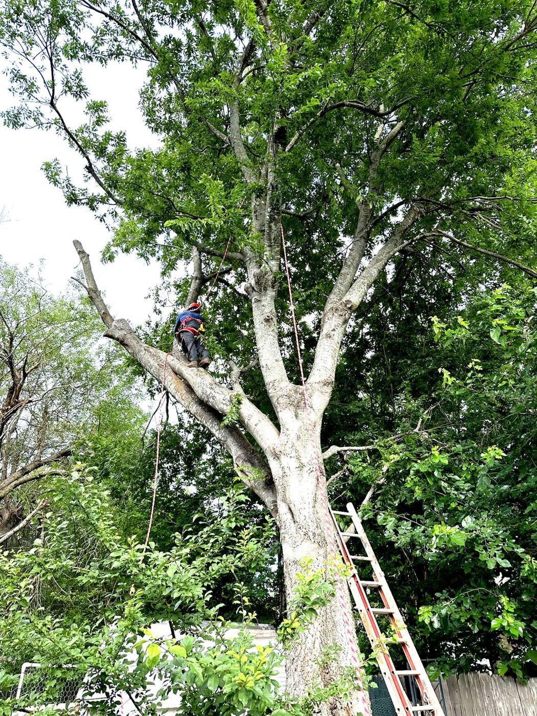 Just-N-Time climber roped into a large shade tree for trimming and limb removal