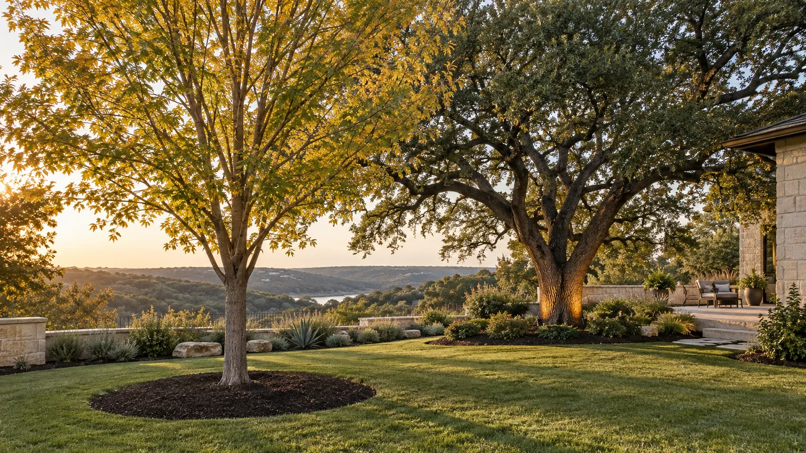 Newly planted cedar elm with a mulch ring beside a mature live oak with landscape uplighting in a Hill Country yard